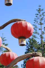 red lantern on a tree