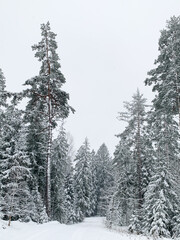 Beautiful winter landscape with snowy trees. Outdoor photo of pine trees covered with snow. Countryside during winter..