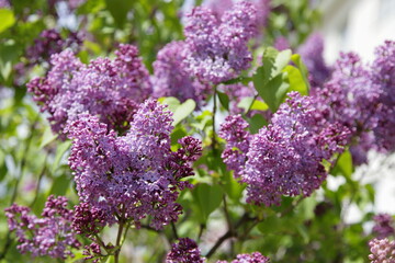 Obraz premium Natural blooming fresh purple velvet lilac bush flowers on branches in Garden at spring day on green leaves background