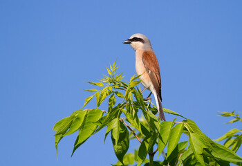 A male bird sits on the top of a young tree against a blue sky