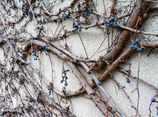 Texture of winter ivy branches on a concrete wall 