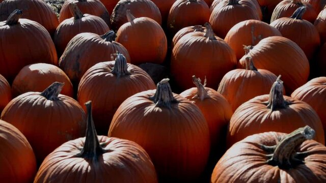 Pumpkin farm in Fall. Pumpkin for sale on a farm.