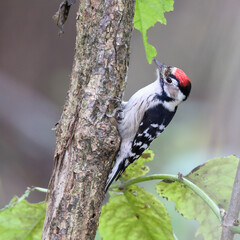 Lesser Spotted Woodpecker 