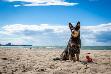 Australian Cattle Dog - hübscher Hund - Strand - Sonne Sand 
