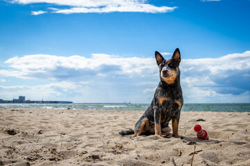 Australian Cattle Dog - hübscher Hund - Strand - Sonne Sand 