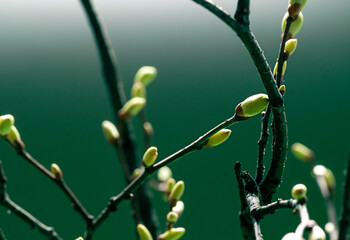 Young Spring green buds on the tree branches. Springtime seasonal macro close up