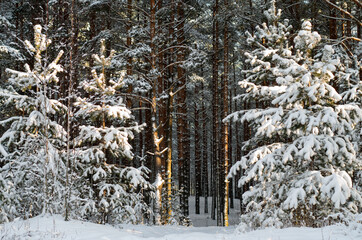 Beautiful winter forest at sunset. Trees covered with snow.