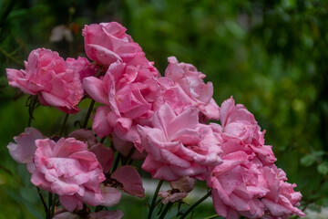 Fototapeta premium pink flowers in a garden