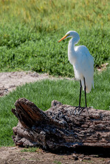 Great Egret (Egretta alba) in Malibu Lagoon, California, USA