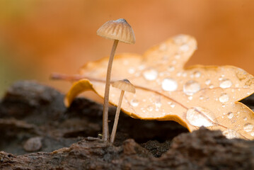 Mycena sp, a fungus that grows in forests