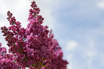 Natural blooming fresh violet velvet lilac flowers on branch closeup with copy space at spring day on blue sky with white clouds background