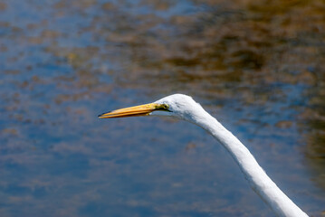 Great Egret (Egretta alba) in Malibu Lagoon, California, USA