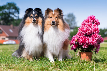 Obraz na płótnie Canvas Two cute, fur black sable and white shetland sheepdog, tricolor sheltie lies outside near pink meadow flowers. Little smiling lassie dog outdoors during sunny day in summer time with blooming azalea