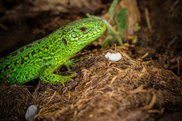 The green lizard  in a garden. Close-up.