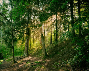 The sun rays shine through the haze in the summer forest in the morning