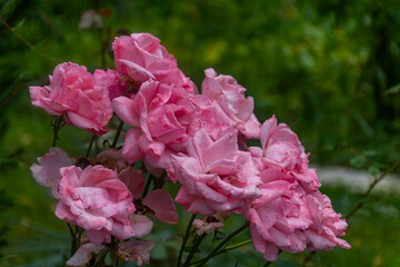 Fototapeta premium pink flowers in a garden