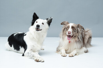 Ensaio_Pet_Denver_e_Alaska_Mogi_Das_Cruzes_Two_Clicks_Fotografia_Dia_das_Mães