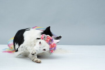 Ensaio_Pet_Denver_e_Alaska_Mogi_Das_Cruzes_Two_Clicks_Fotografia_Dia_das_Mães