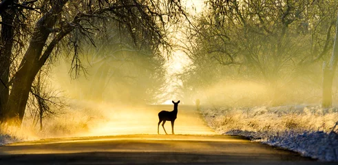 Foto op Canvas Sunrise - Fog - Deer © Bernie Duhamel