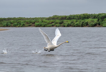 Whooper Swan (Cygnus cygnus) in Barents Sea coastal area, Russia