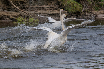 Molting Whooper Swan (Cygnus cygnus) in Barents Sea coastal area, Russia © Nick Taurus