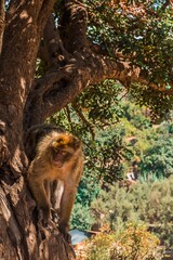 Macaque of the Ouzoud Waterfalls, Morocco