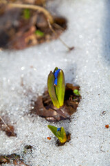 Close-up photo of bluebell flowers in the melting snow. Spring forest, scilla siberica.