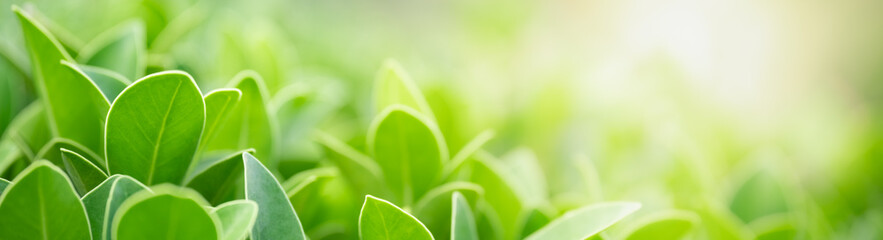 Closeup of green nature leaf on blurred greenery background in garden with bokeh and copy space using as background cover page concept.