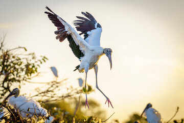 Wood Stork
