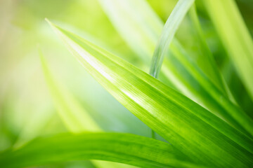 Abstract blurred out of focus and blurred green leaf nature background under sunlight with bokeh and copy space using as background natural plants landscape, ecology wallpaper concept.
