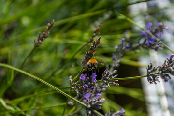 bee on flower