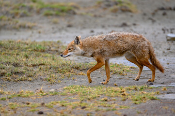 Fototapeta premium Wildtier Schakal