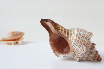 Large seashell on a background of another seashell on a white background, side view, space for text