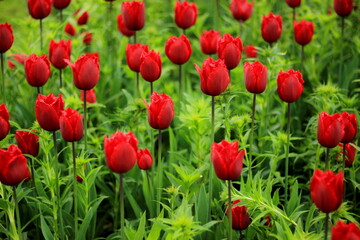 
Red tulips flowers field farm pattern nature texture or background. Red tulip flowers in holland greenery. Colorful holland red tulips background pattern texture spring flowers for womans day.
