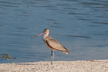 Marbled Godwit (Limosa fedoa) in Malibu Lagoon, California, USA