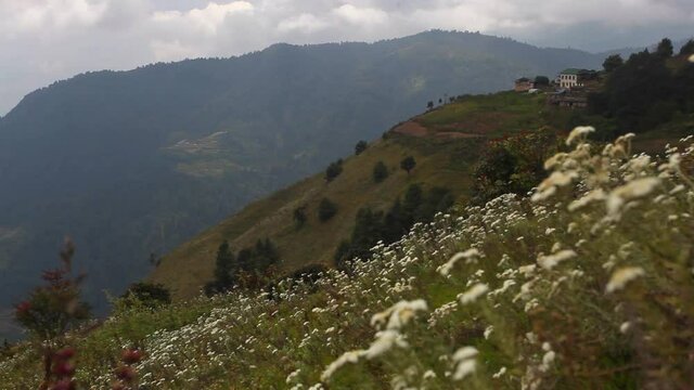 White flowers in Himalayan mountains, Nepal