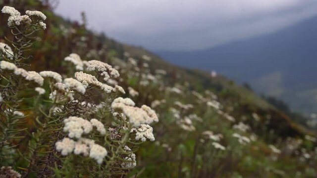 White flowers in Himalayan mountains, Nepal