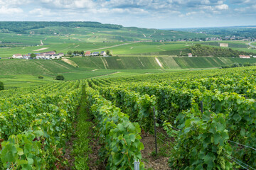 Weinberge um Épernay in der Chanpagne