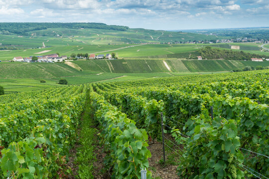 Weinberge um &Eacute;pernay in der Chanpagne