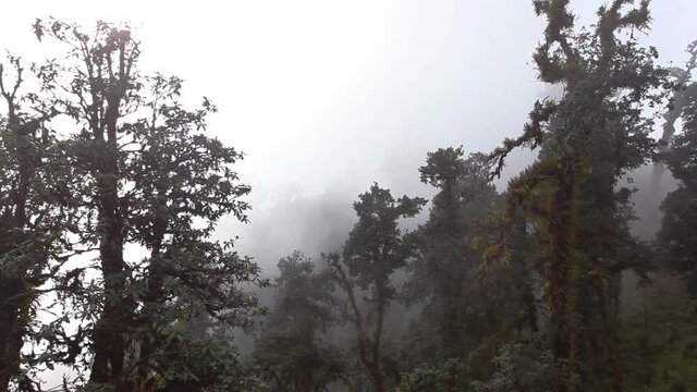 Trees in Clouds in Himalayan mountains, Nepal