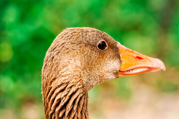 Close-up of goose head © amelie