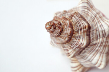 Top of a large seashell on a white background, top view, space for text