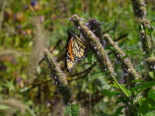 Monarch butterfly in summer time.
Specie: Danaus plexippus
Family: Nymphalidae
Illinois. USA.  