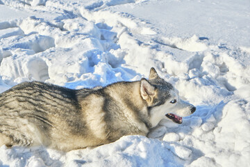 Husky dog plays in the snow on a sunny winter day.