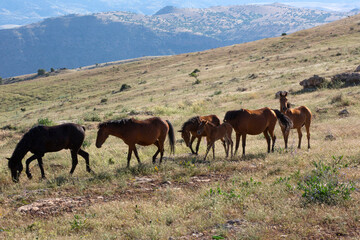 Horses living in herds in their natural environment on the mountain.