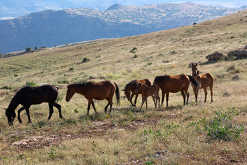 Fototapeta premium Horses living in herds in their natural environment on the mountain.