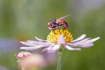 Phasia aurigera with marguerite