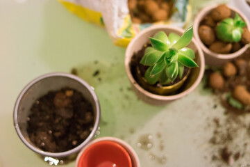 Cache-pot. Succulents. Haworthia. Light interior. Ceramic flower pots. Gardening. Plant transplant. Light background.