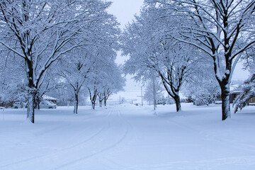 Snow covered tree lined road.