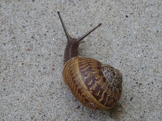 alert snail
